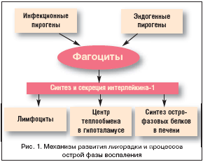 Рис. 1. Механизм развития лихорадки и процессов острой фазы воспаления