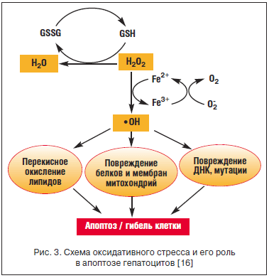 Рис. 3. Схема оксидативного стресса и его роль в апоптозе гепатоцитов [16]