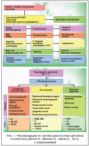Рис. 1. Рекомендации по тактике диагностики цитолиза и холестаза [Bloom S., Webster G., Marks D., 2012, с изменениями]