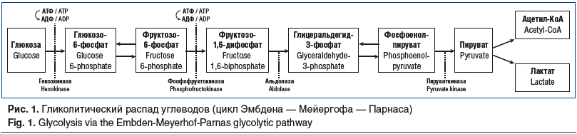 Рис. 1. Гликолитический распад углеводов (цикл Эмбдена — Мейергофа — Парнаса) Fig. 1. Glycolysis via the Embden-Meyerhof-Parnas glycolytic pathway