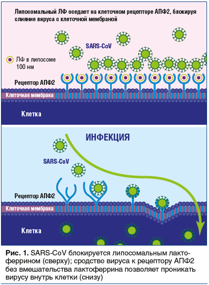 Рис. 1. SARS-CoV блокируется липосомальным лакто- феррином (сверху); сродство вируса к рецептору АПФ2 без вмешательства лактоферрина позволяет проникать вирусу внутрь клетки (снизу)