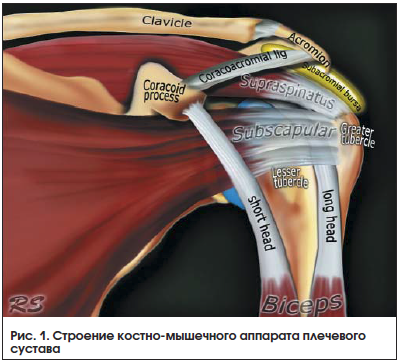 Рис. 1. Строение костно-мышечного аппарата плечевого сустава
