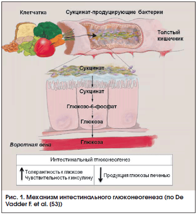 Рис. 1. Механизм интестинального глюконеогенеза (по De Vadder F. et al. [53])