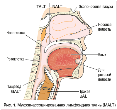 Рис. 1. Мукоза-ассоциированная лимфоидная ткань (MALT)
