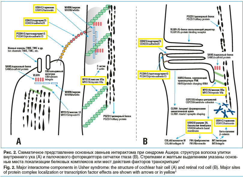Рис. 2. Схематичное представление основных звеньев интерактома при синдроме Ашера: структура волоска улитки внутреннего уха (А) и палочкового фоторецептора сетчатки глаза (В). Стрелками и желтым выделением указаны основные места локализации белковых компл