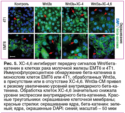 Рис. 5. ХС-4,6 ингибирует передачу сигналов Wnt/бетакатенин в клетках рака молочной железы EMT6 и 4T1.