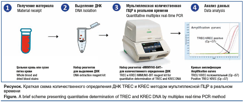 Рисунок. Краткая схема количественного определения ДНК TREC и KREC методом мультиплексной ПЦР в реальном времени Figure. A brief scheme presenting quantitative determination of TREC and KREC DNA by multiplex real-time PCR method