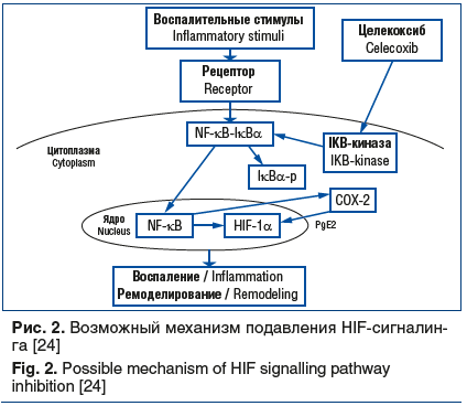 Рис. 2. Возможный механизм подавления HIF-сигналин- га [24] Fig. 2. Possible mechanism of HIF signalling pathway inhibition [24]