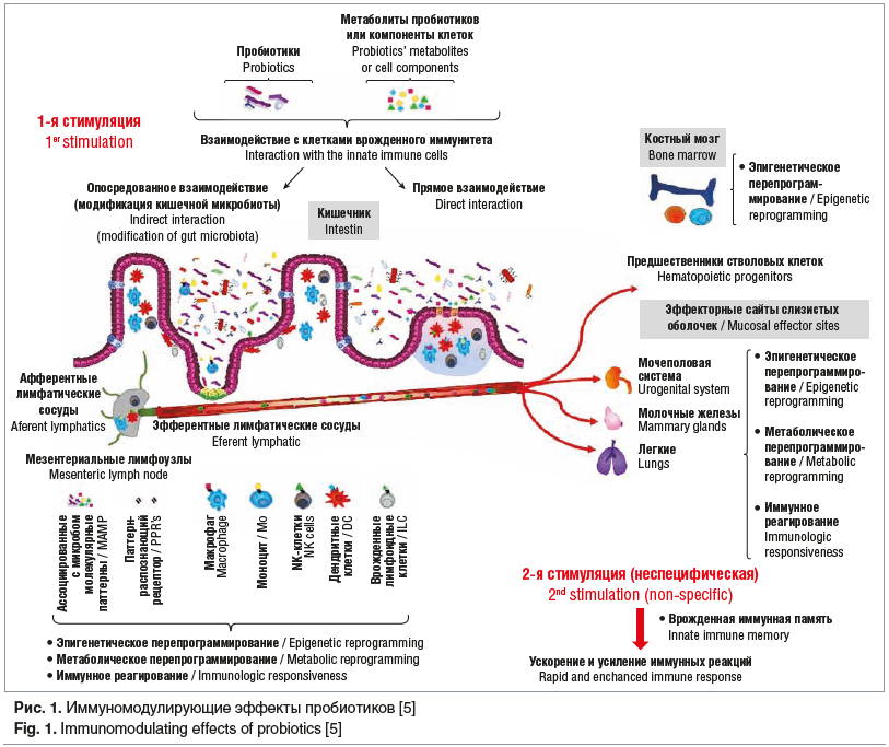 Рис. 1. Иммуномодулирующие эффекты пробиотиков [5] Fig. 1. Immunomodulating effects of probiotics [5]