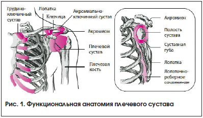 Рис. 1. Функциональная анатомия плечевого сустава