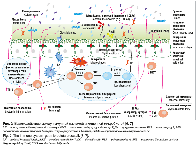 Рис. 2. Взаимодействие между иммунной системой и кишечной микробиотой [6, 7]. ILF — изолированный лимфоидный фолликул, iNKT — инвариантный природный киллер T, ДК — дендритные клетки, PSA — полисахарид A, SFB — сегментированные нитевидные бактерии, Treg — 