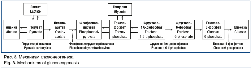 Рис. 3. Механизм глюконеогенеза Fig. 3. Mechanisms of gluconeogenesis