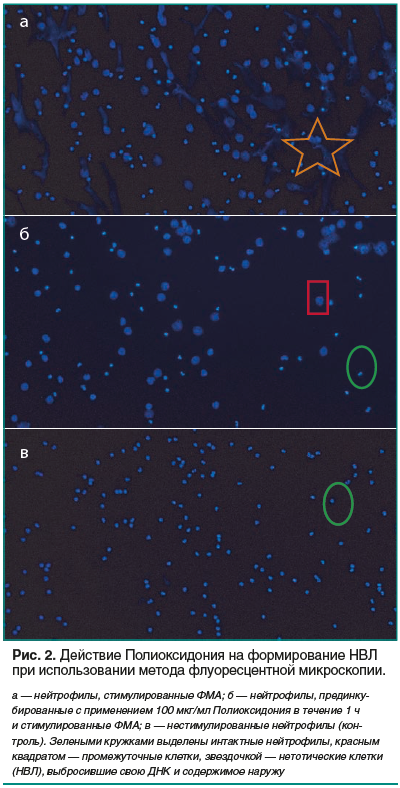 Рис. 2. Действие Полиоксидония на формирование НВЛ при использовании метода флуоресцентной микроскопии.