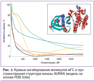 Рис. 3. Кривые ингибирования молекулой мГС и пространственная структура киназы AURKA (модель на основе PDB 2c6e)
