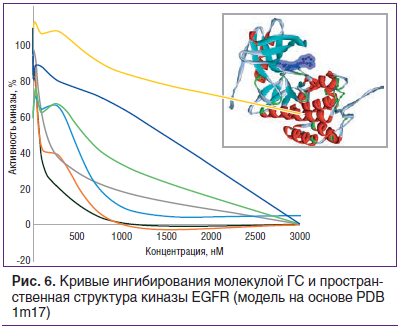 Рис. 5. Кривые ингибирования молекулой мГС и пространственная структура киназы PDPK1 (модель на основе PDB 1uu8)