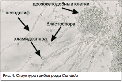 Рис. 1. Структура грибов рода Candida