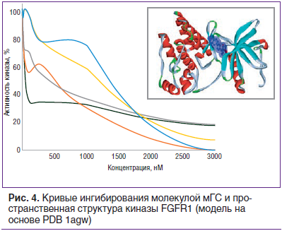 Рис. 4. Кривые ингибирования молекулой мГС и пространственная структура киназы FGFR1 (модель на основе PDB 1agw)