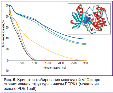Рис. 6. Кривые ингибирования молекулой ГС и пространственная структура киназы EGFR (модель на основе PDB 1m17)