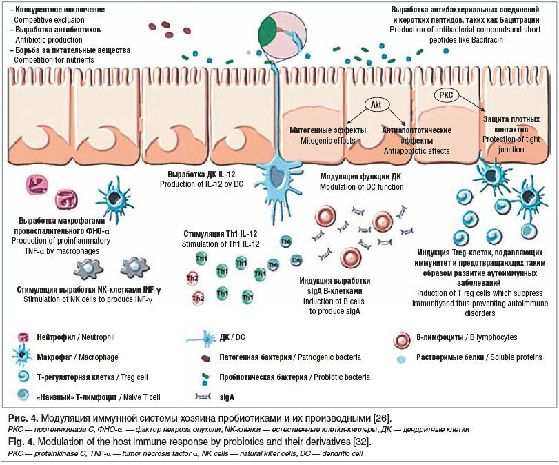 Рис. 4. Модуляция иммунной системы хозяина пробиотиками и их производными [26]. PKC — протеинкиназа С, ФНО-α — фактор некроза опухоли, NK-клетки — естественные клетки-киллеры, ДК — дендритные клетки Fig. 4. Modulation of the host immune response by probio