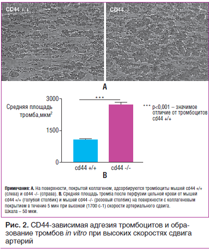 Рис. 2. CD44-зависимая адгезия тромбоцитов и образование тромбов in vitro при высоких скоростях сдвига артерий