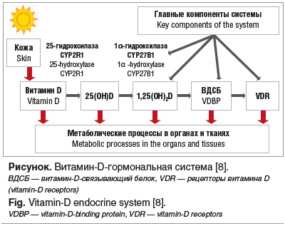 Рисунок. Витамин-D-гормональная система [8]. ВДСБ — витамин-D-связывающий белок, VDR — рецепторы витамина D (vitamin-D receptors) Fig. Vitamin-D endocrine system [8]. VDBP — vitamin-D-binding protein, VDR — vitamin-D receptors