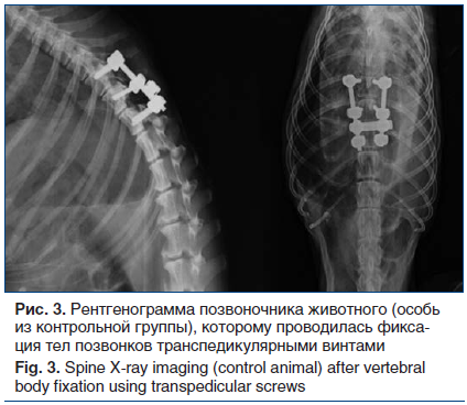 Рис. 3. Рентгенограмма позвоночника животного (особь из контрольной группы), которому проводилась фиксация тел позвонков транспедикулярными винтами Fig. 3. Spine X-ray imaging (control animal) after vertebral body fixation using transpedicular screws