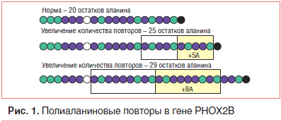 Рис. 1. Полиаланиновые повторы в гене PHOX2B
