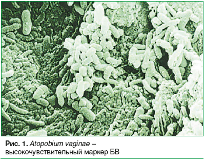 Рис. 1. Atopobium vaginae – высокочувствительный маркер БВ