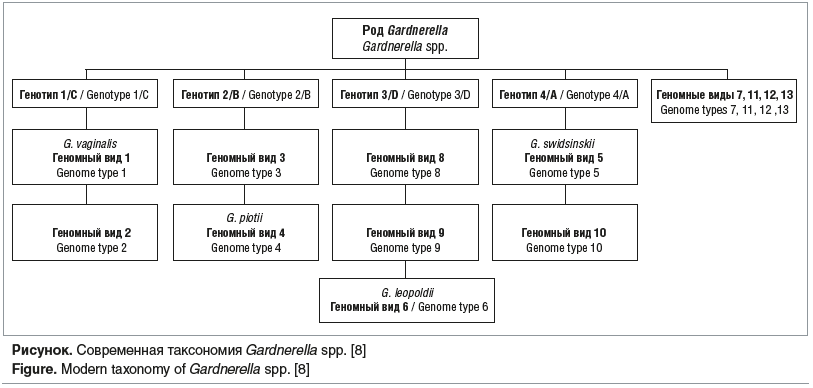 Рисунок. Современная таксономия Gardnerella spp. [8] Figure. Modern taxonomy of Gardnerella spp. [8]