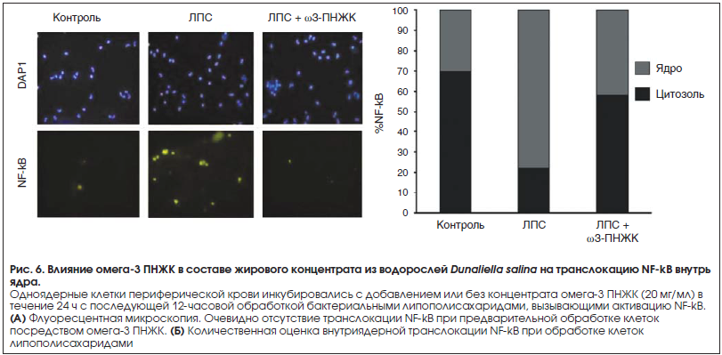 Рис. 6. Влияние омега-3 ПНЖК в составе жирового концентрата из водорослей Dunaliella salina на транслокацию NF-kB внутрь ядра.