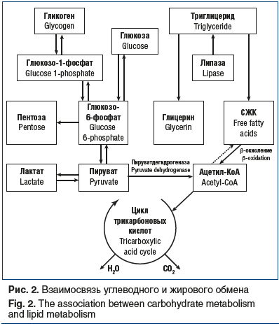 Рис. 2. Взаимосвязь углеводного и жирового обмена Fig. 2. The association between carbohydrate metabolism and lipid metabolism