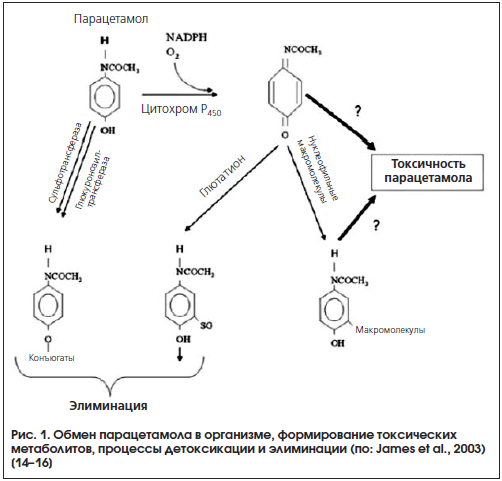 Рис. 1. Обмен парацетамола в организме, формирование токсическихметаболитов, процессы детоксикации и элиминации (по: James et al., 2003)[14–16]
